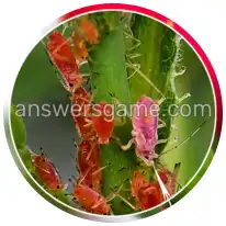 Word Rings Level 34 Puzzle 8