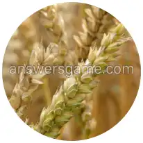 Word Rings Level 34 Puzzle 9