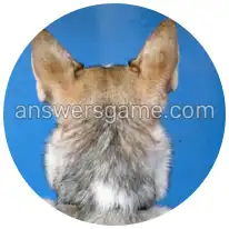 Word Rings Level 15 Puzzle 8