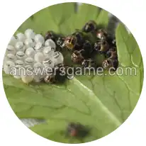 Word Rings Level 8 Puzzle 6