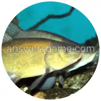 Word Rings Level 28 Puzzle 9