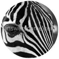 Wortringe Ebene 3 Rätsel 6