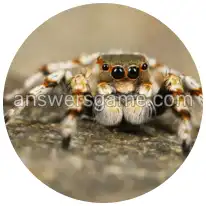 Word Rings Level 17 Puzzle 6