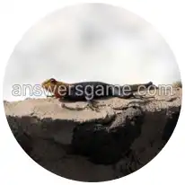 Word Rings Level 24 Puzzle 1