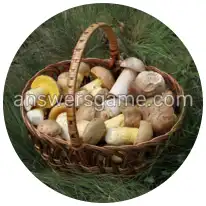 Word Rings Level 29 Puzzle 7