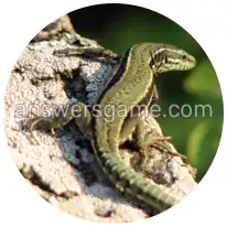 Word Rings Level 30 Puzzle 10