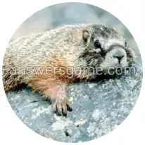 Word Rings Level 25 Puzzle 5