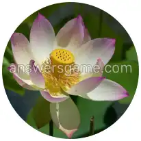 Word Rings Level 25 Puzzle 7