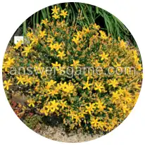 Word Rings Level 30 Puzzle 4