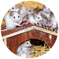 Word Rings Level 16 Puzzle 9