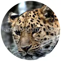 Word Rings Level 27 Puzzle 8