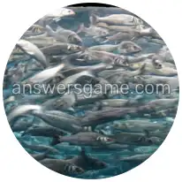 Word Rings Level 13 Puzzle 5