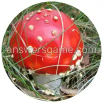 Wortringe Ebene 2 Rätsel 3