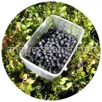 Word Rings Level 14 Puzzle 6