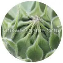 Word Rings Level 34 Puzzle 5