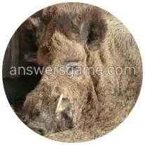 Word Rings Level 7 Puzzle 1