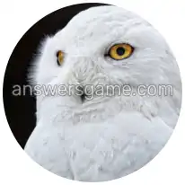 Word Rings Level 28 Puzzle 4