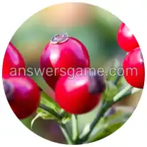 Word Rings Level 36 Puzzle 4