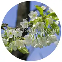 Word Rings Level 33 Puzzle 4