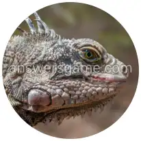 Word Rings Level 33 Puzzle 6