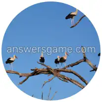 Word Rings Level 7 Puzzle 5