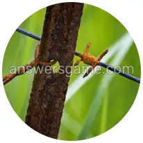 Word Rings Level 36 Puzzle 2